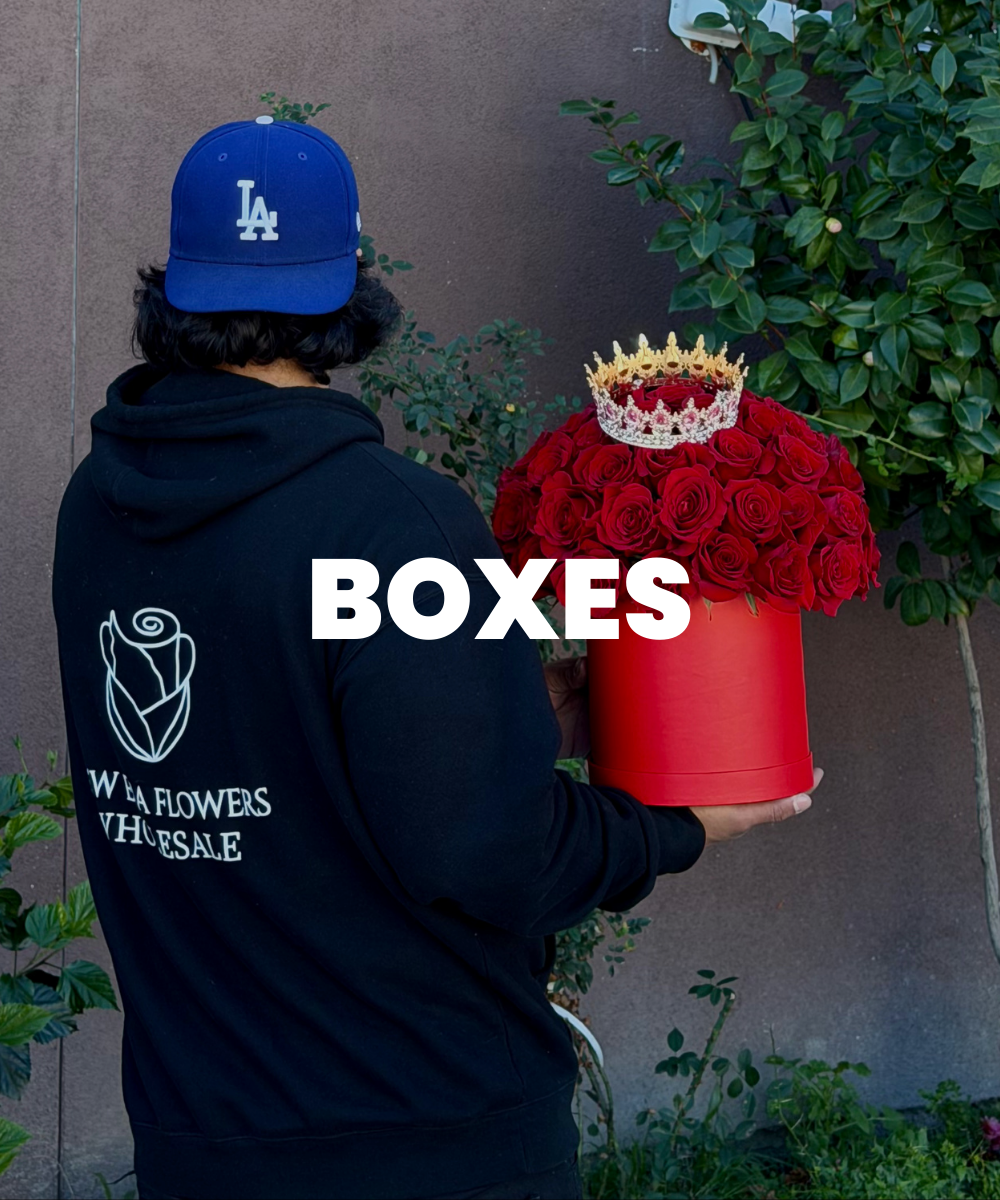 Boxes - website
