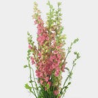 Larkspur 1501