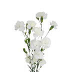 Mini Carnation 32*903