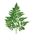 Leather Leaf 22*50