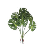 Monstera 25*201
