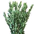 Myrtle 32*506