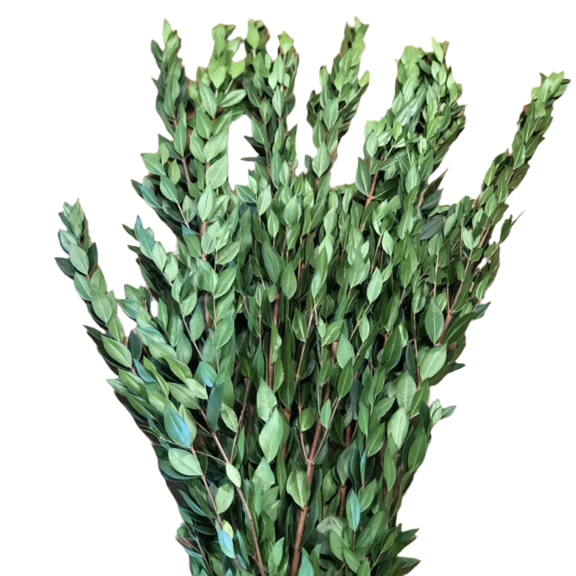 Myrtle 32*506