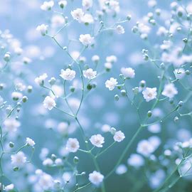 Gypsophilia 33*50