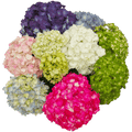 Hydrangeas Local 25*06
