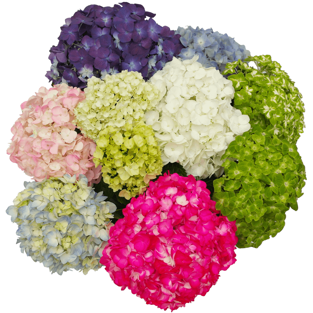 Hydrangeas Local 25*06
