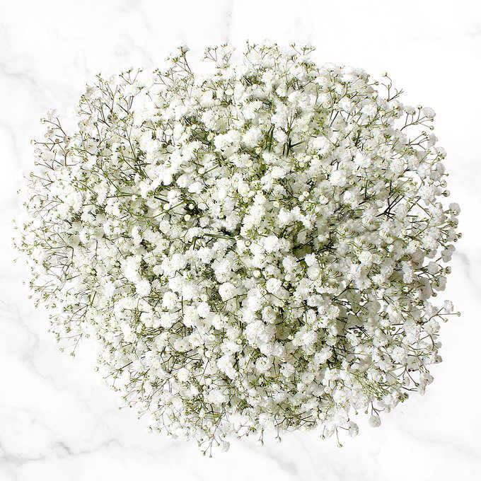 Gypsophilia Small Bouquet 0000