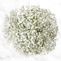 Gypsophilia Small Bouquet 0000