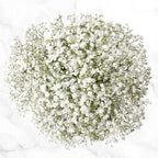 Gypsophilia Small Bouquet 0000